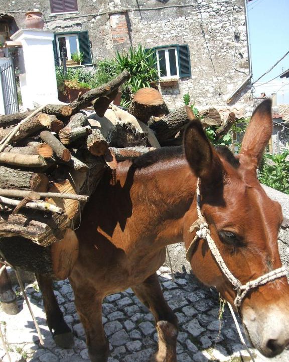 Artena Bed & Breakfast | B&B Dell' Artista