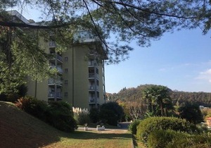 Eucalipto 2