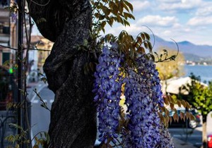 La Dimora del Glicine