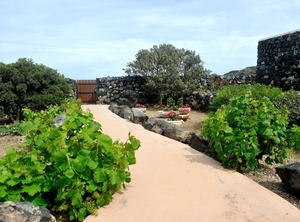 Pantelleria | Kamma