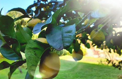San Felice Circeo House | Agriturismo Podere Bedin