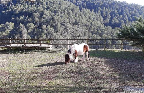 Campdevanol Apartment | Casa Rural Mas Pujol