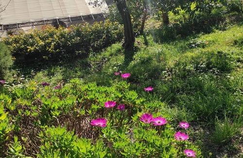 Leivi House | Detached cottage surrounded by greenery just minutes from the sea.
