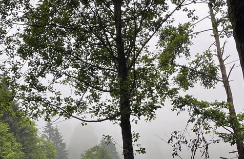 Ayder Yaylasi Cottage | Doğanın içinde Bir Dome