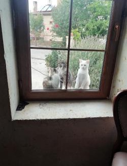 Mustafapasa Bed & Breakfast | Esens Stone House