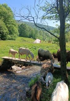 Brovello-Carpugnino Other | Into the Wild