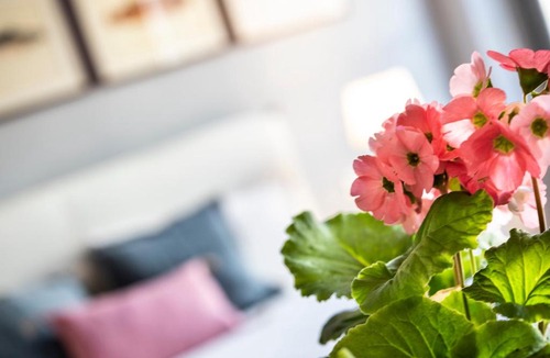 Carciano Apartment | Isola Bella Apartments, Suite