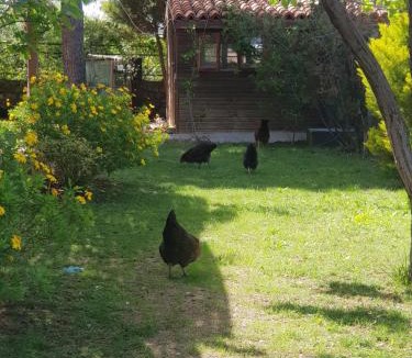 Bozcaada House | Nar Bağevi