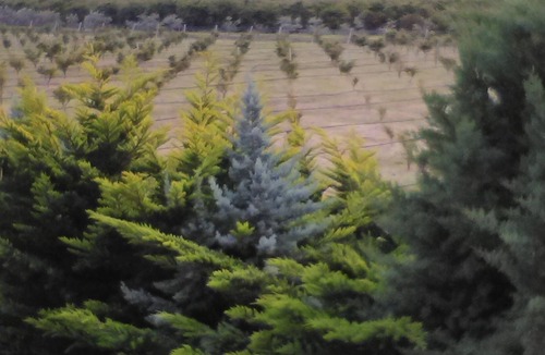 Scanzano Jonico House | Scanzano Ionico: holiday on a farm near the sea