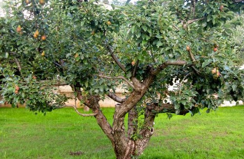 Fondi Bed & Breakfast | STRAPALU'