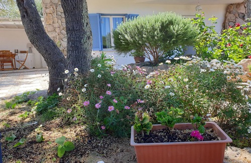 Olbia House | VILLA PLUMBAGO (Porto Rotondo/Cugnana)