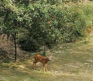 Madonna del Sasso Villa | Villino Camparbino vista lago d orta