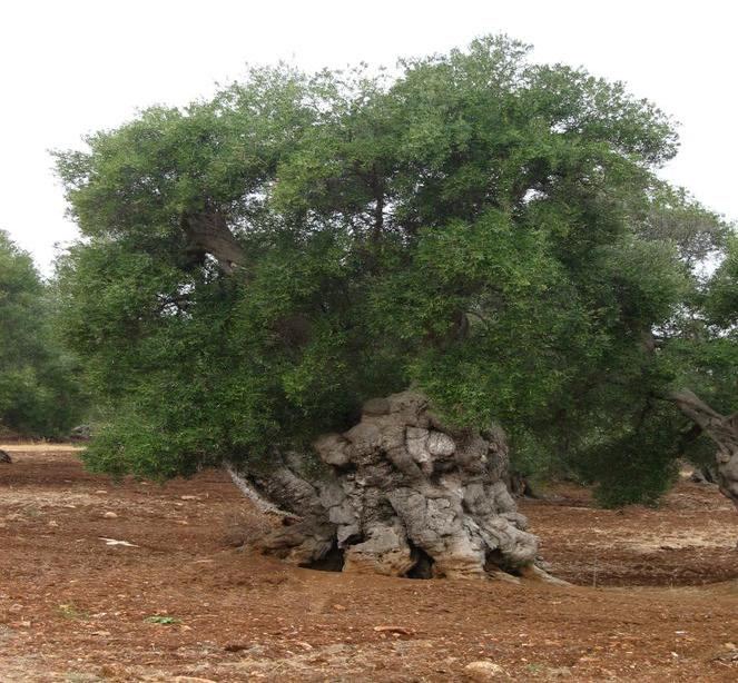 Photo of Others in Palagianello