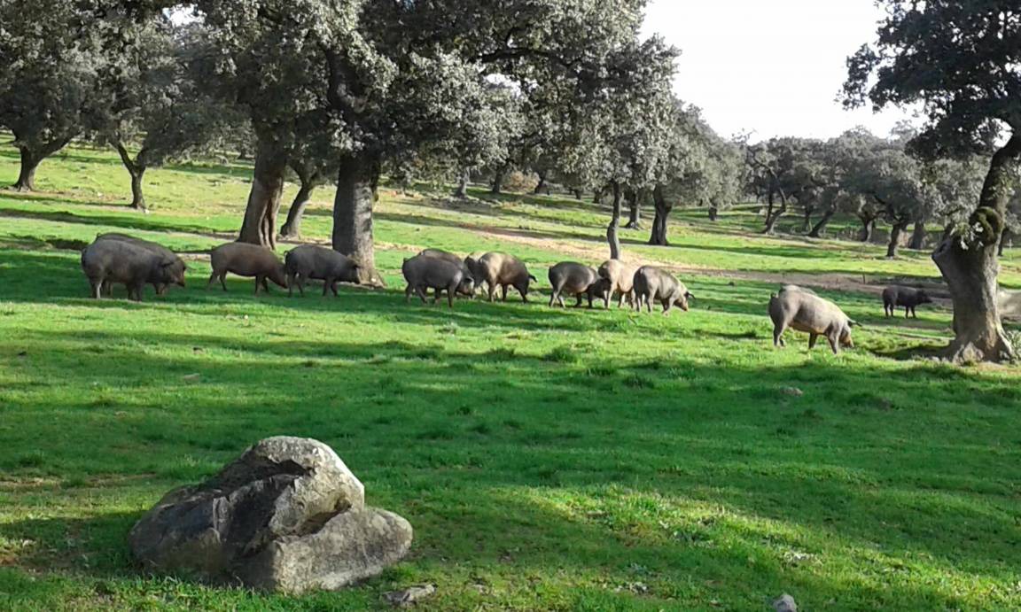 Photo of Others in Aracena