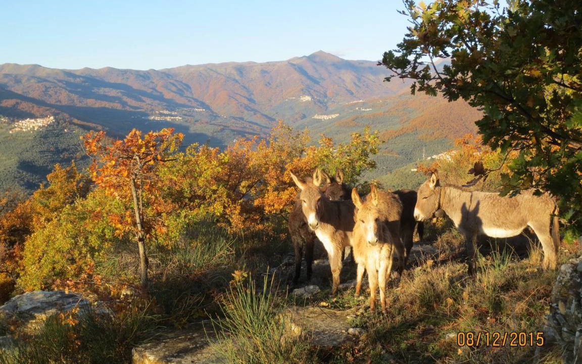 Photo of Others in Chiusanico