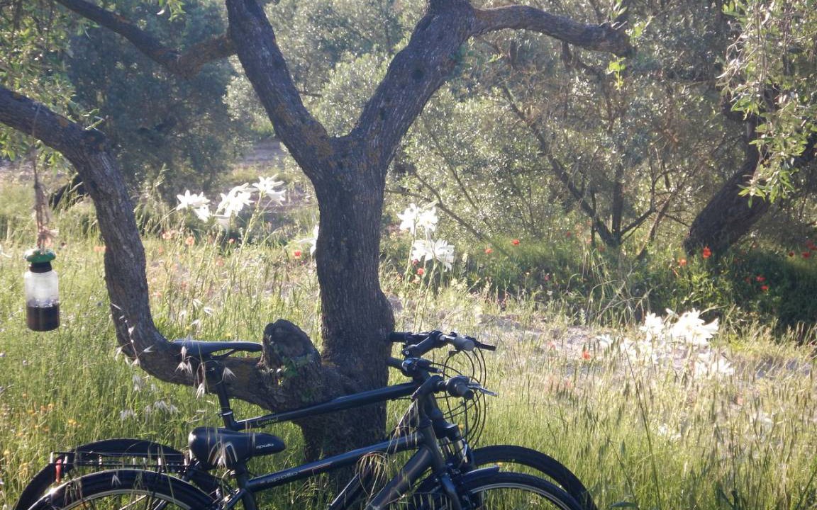 Photo of Others in Corbera d'Ebre
