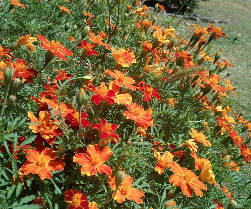 Photo of Outdoor in Crevoladossola