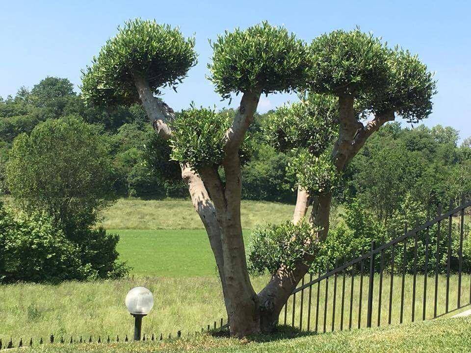 Photo of Outdoor in Pozzolengo