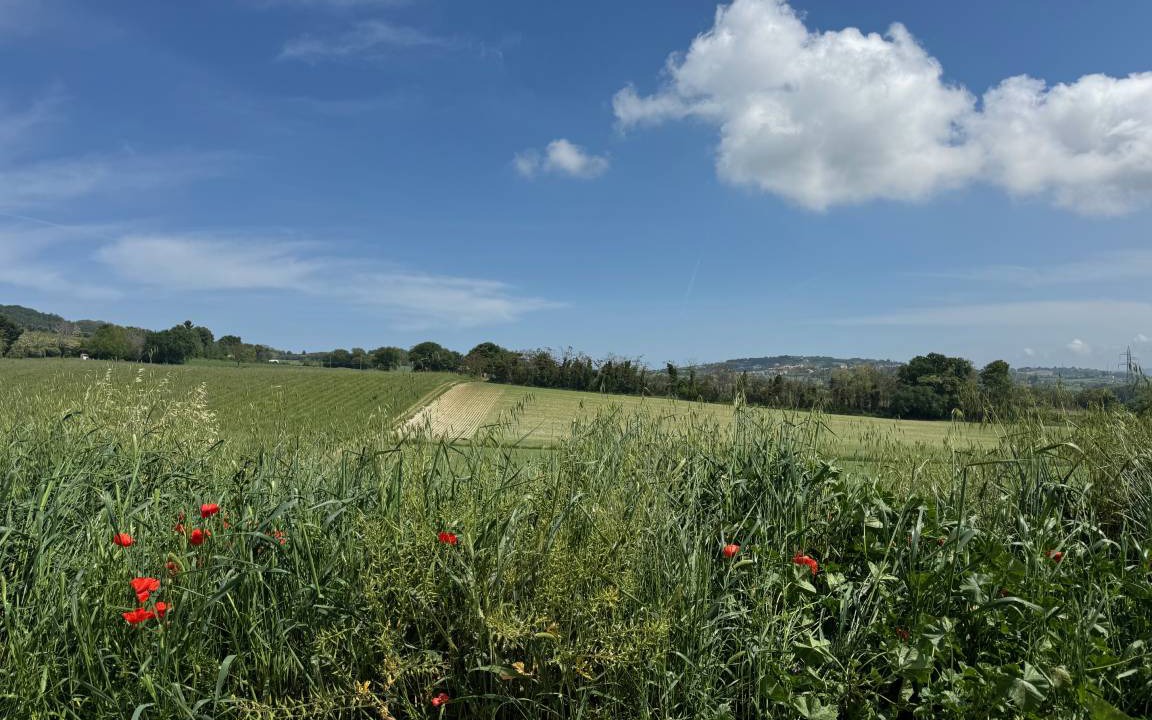 Photo of Outdoor in Villa Musone
