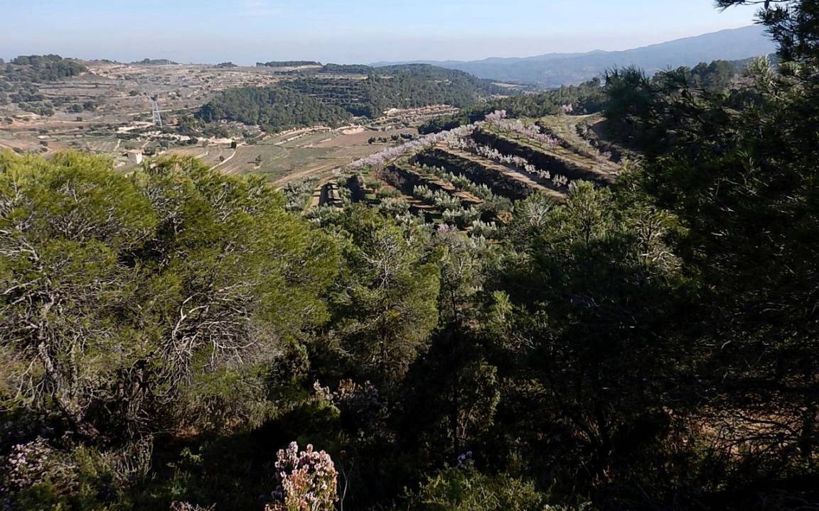 Photo of Others in Corbera d'Ebre