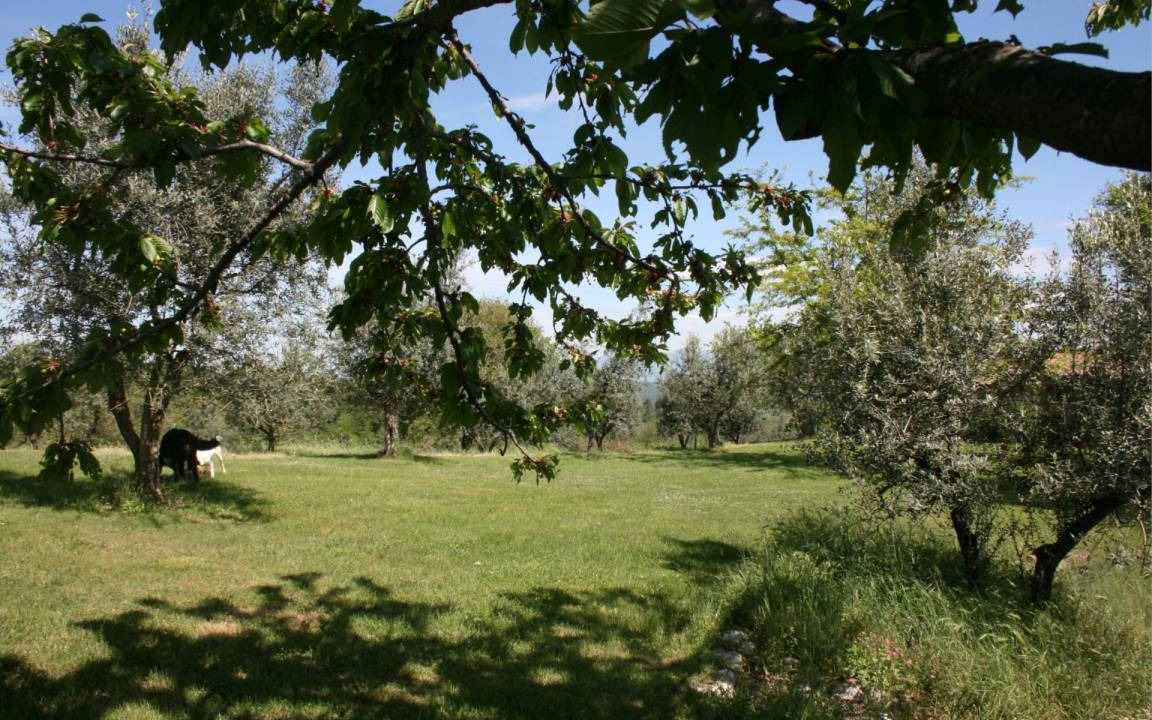 Photo of Others in Monte San Savino