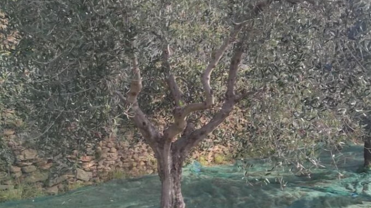 Photo of Others in San Giorgio