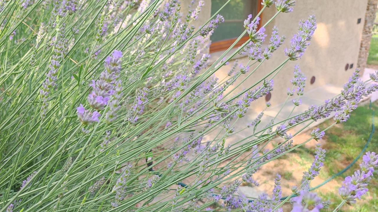 Photo of Outdoor in Roccabruna