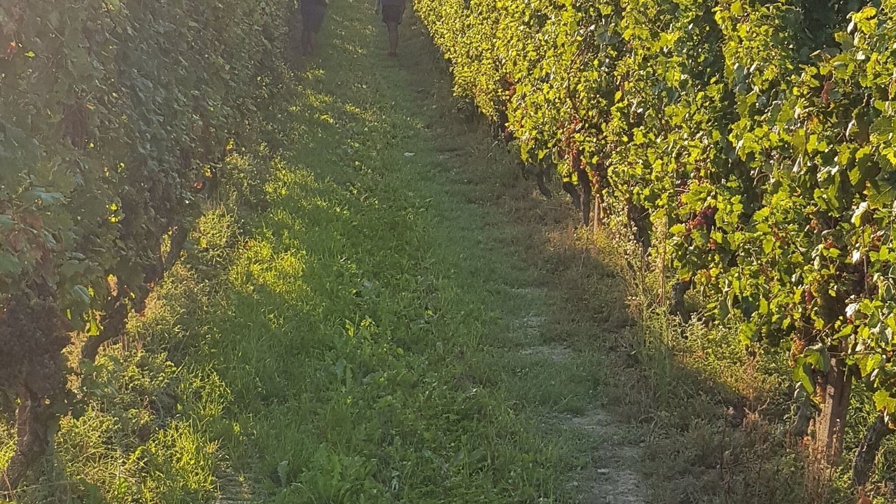 Photo of Others in Grazzano Badoglio