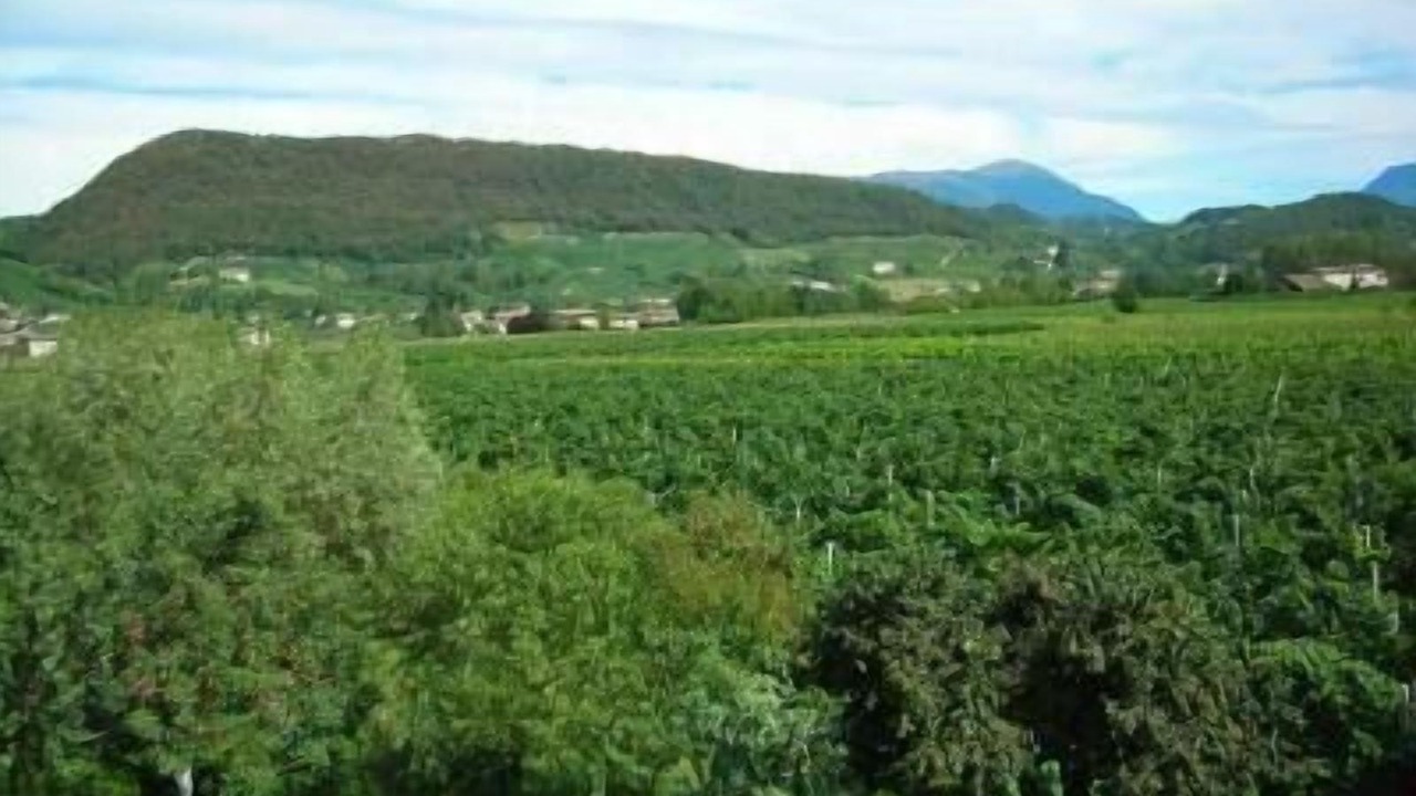 Photo of Others in Pieve di Soligo