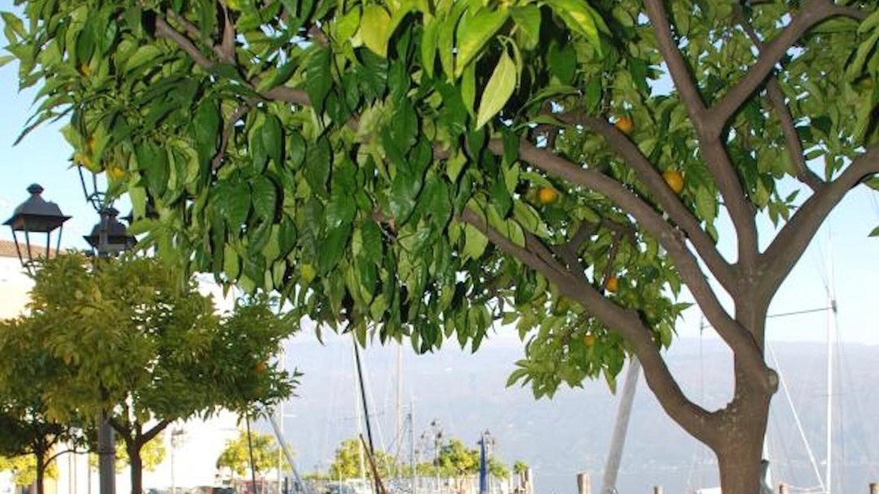 Photo of Others in Gargnano