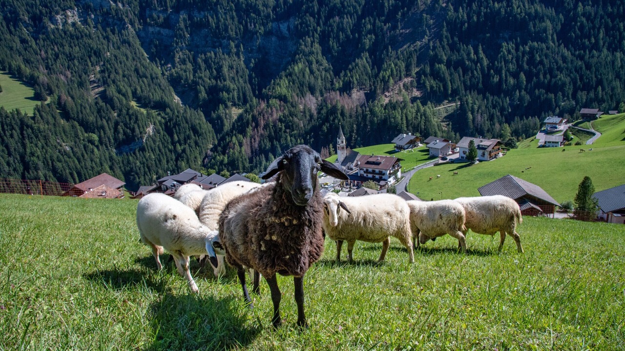 Photo of Outdoor in Bulla