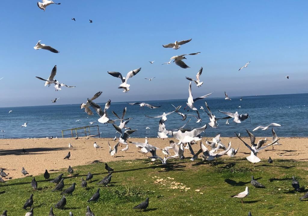 Photo of Others in Ciftlikkoy