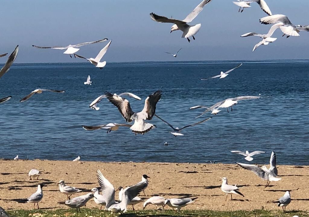 Photo of Others in Ciftlikkoy
