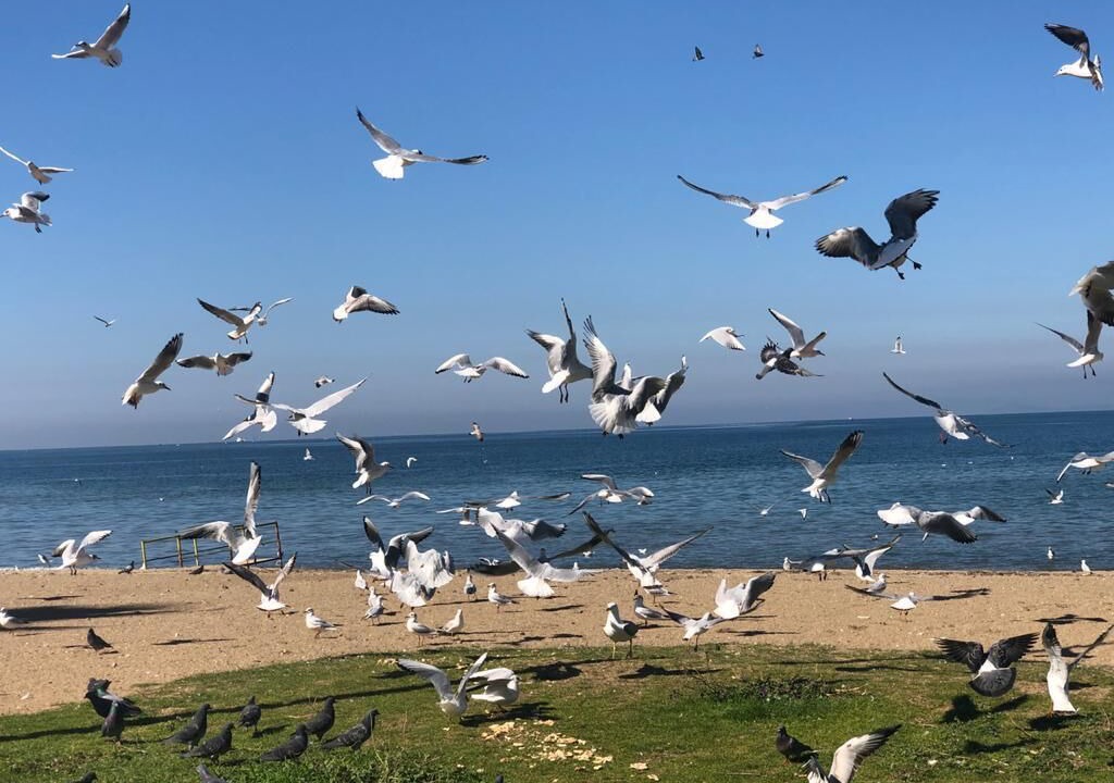 Photo of Others in Ciftlikkoy