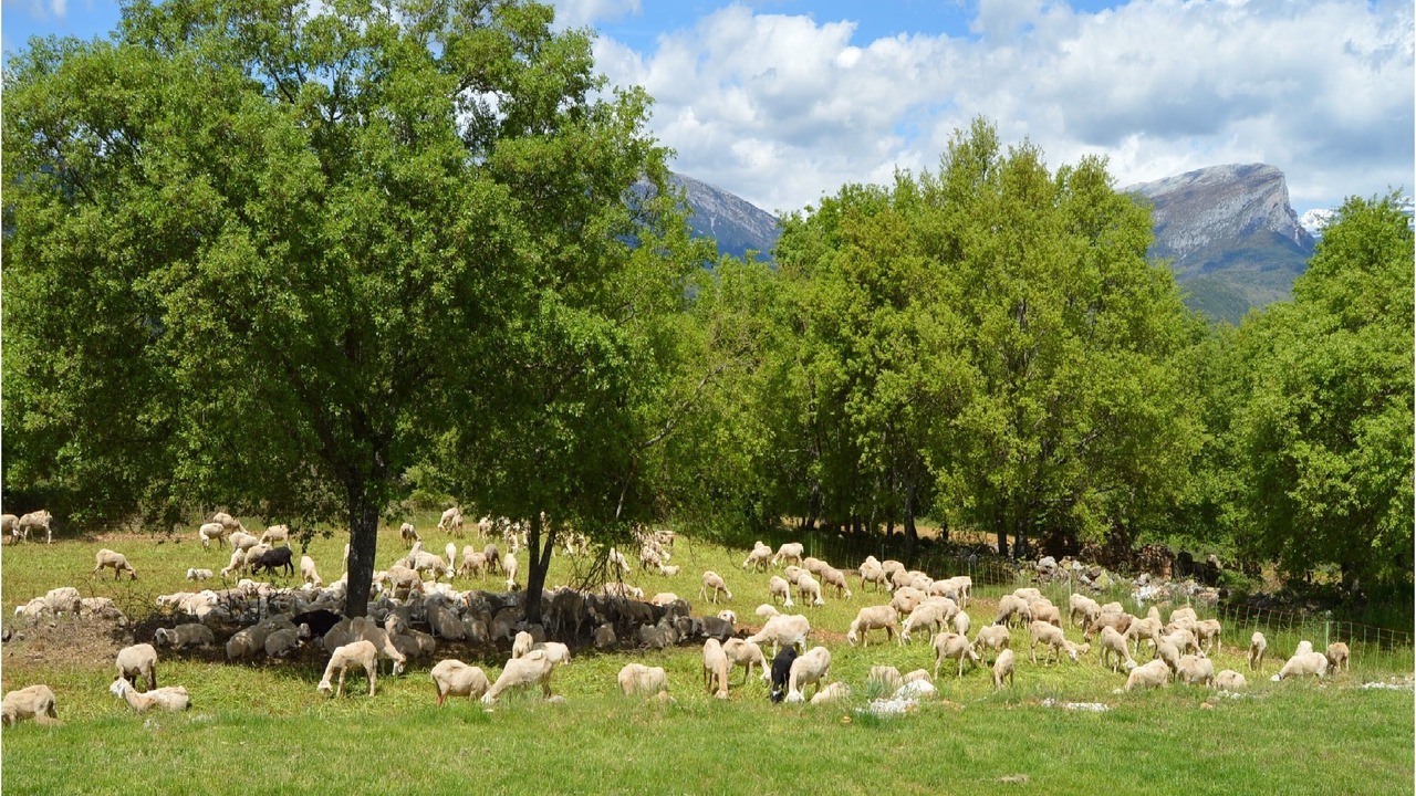 Photo of Others in Laspuna