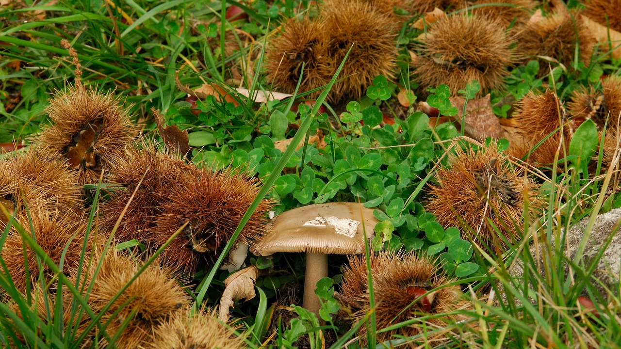 Photo of Outdoor in Vivo dʼOrcia