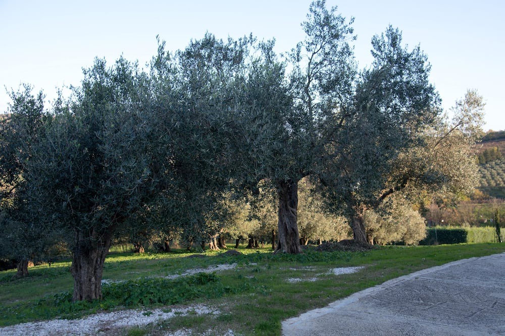 Photo of Outdoor in Caiazzo