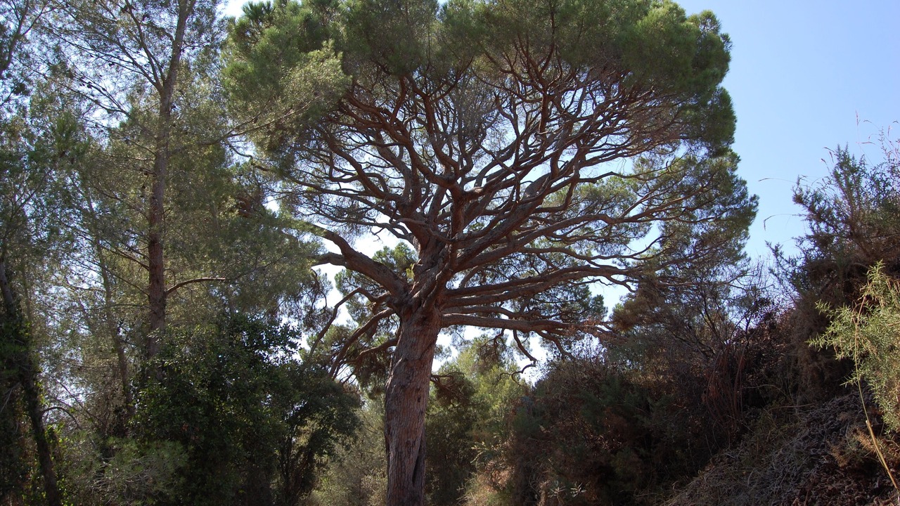 Photo of Outdoor in Alforja