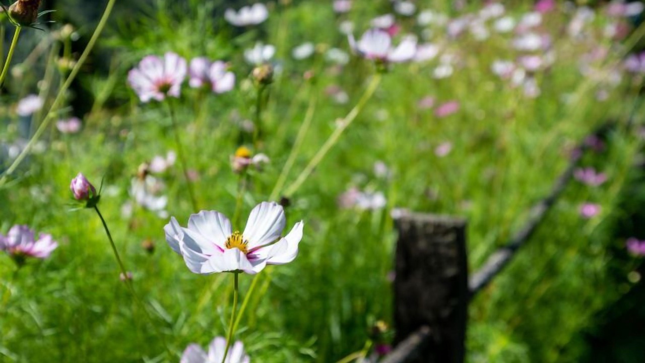 Photo of Outdoor in San Damiano Macra