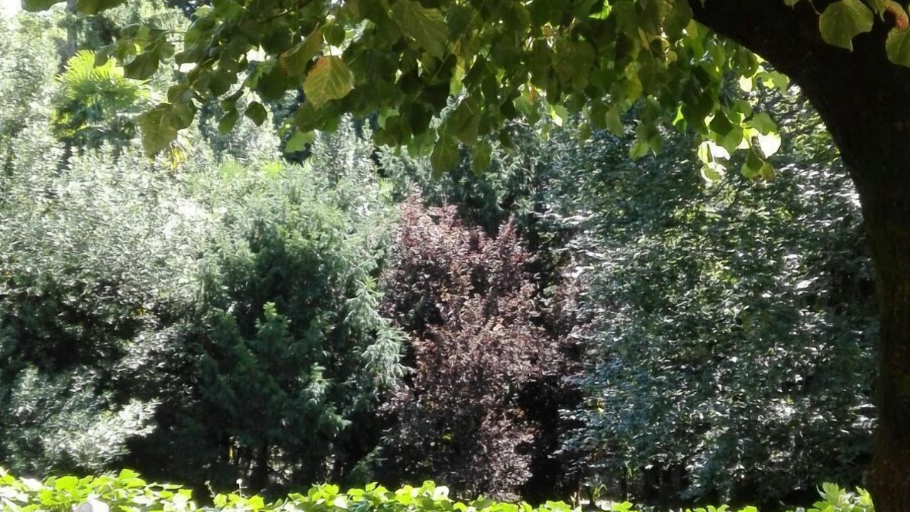 Photo of Outdoor in Erba