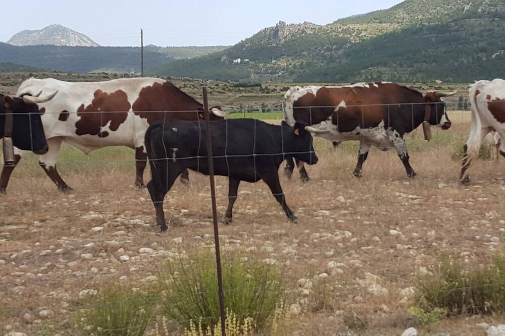 Photo of Others in Moratalla