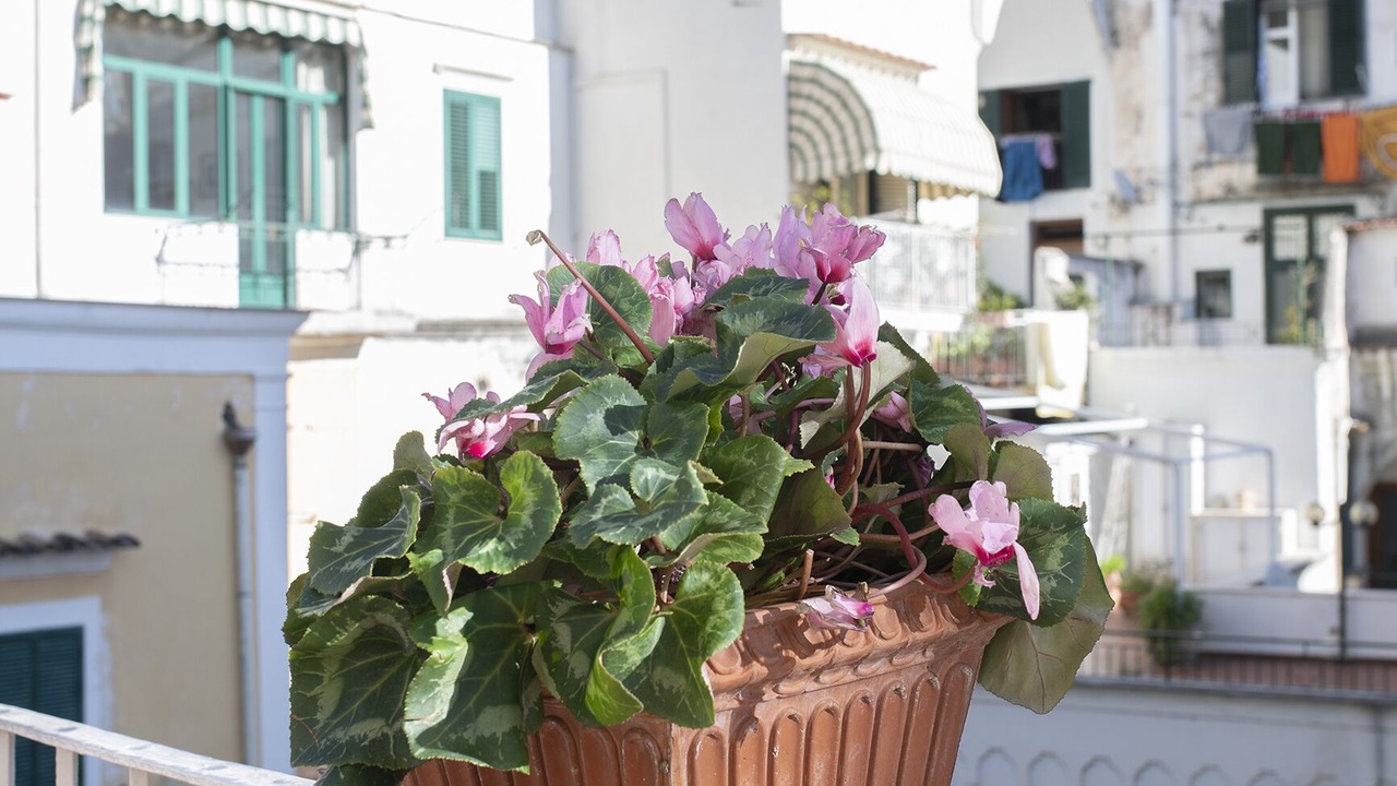 Photo of Others in Amalfi