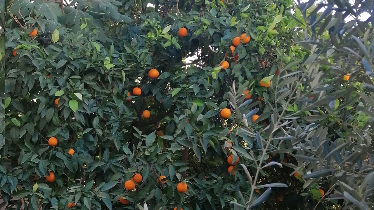 Photo of Outdoor in Manavgat