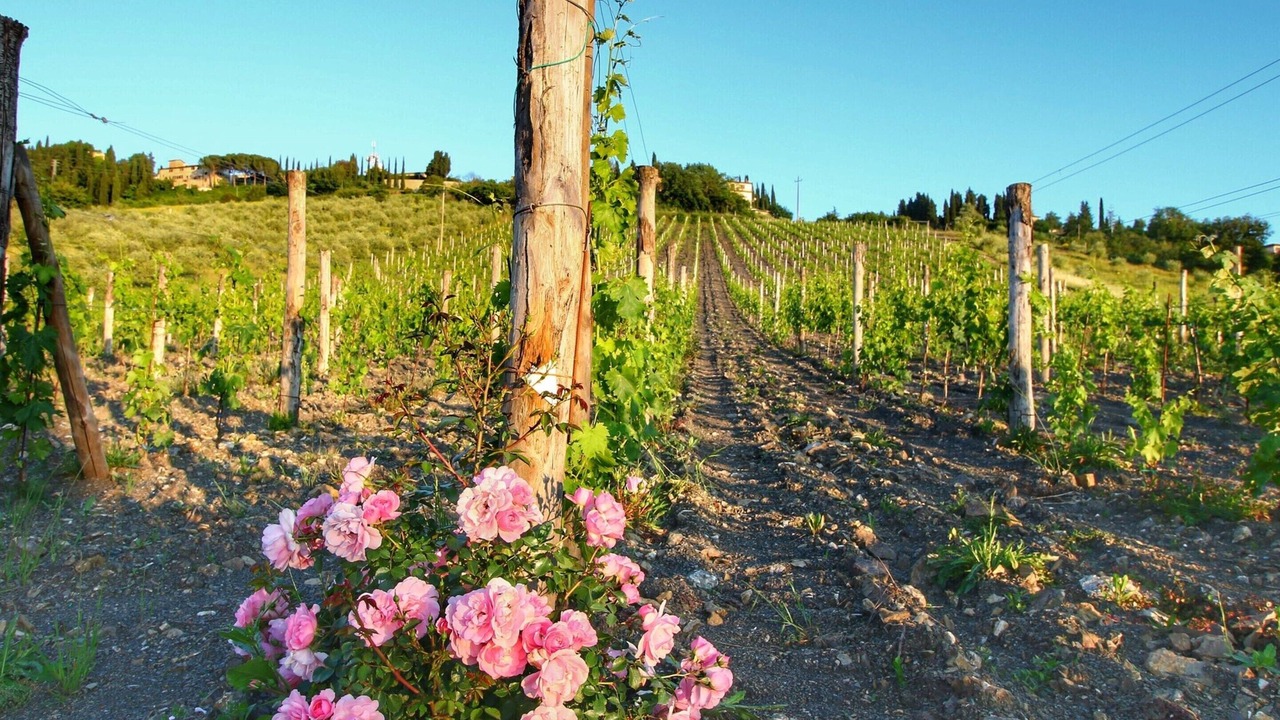 Photo of Others in Radda in Chianti