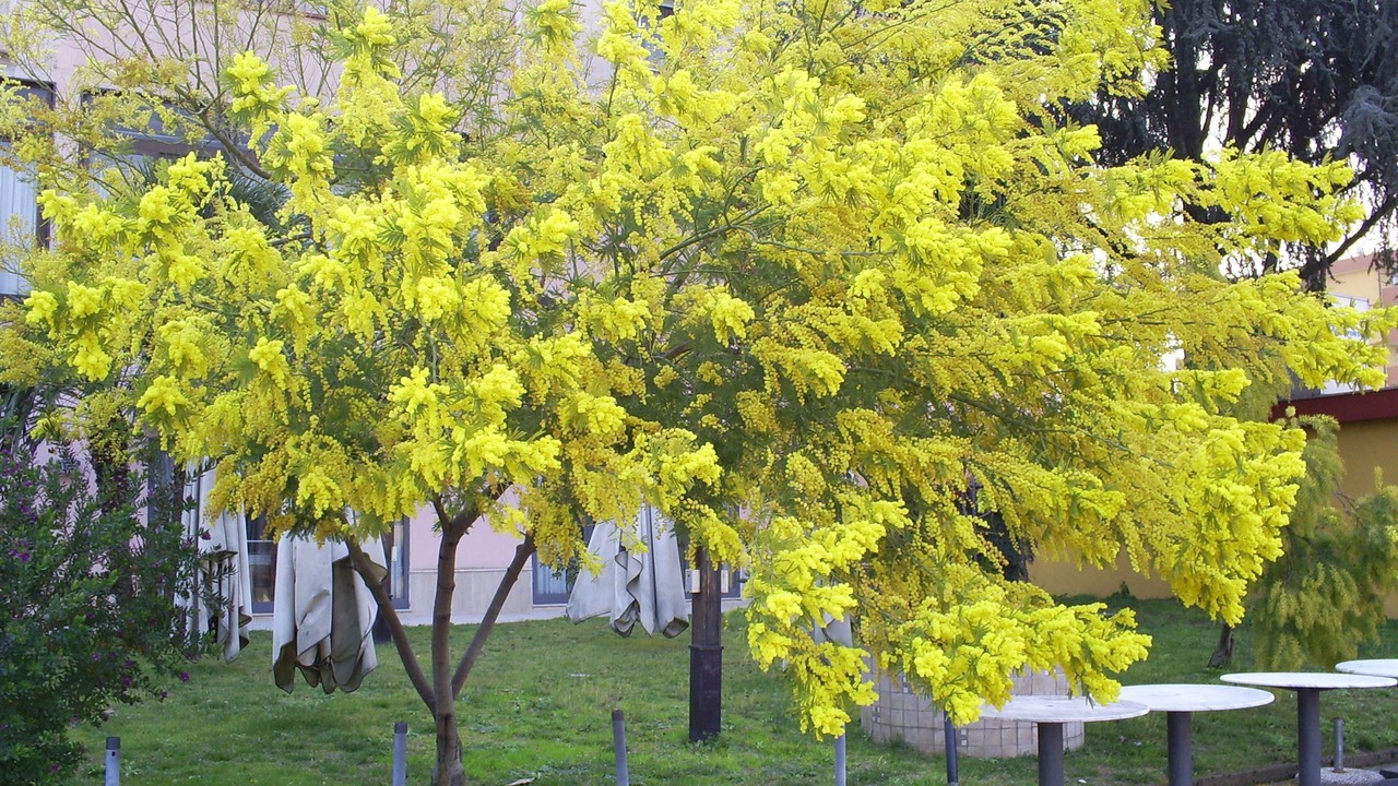 Photo of Outdoor in San Nicola La Strada