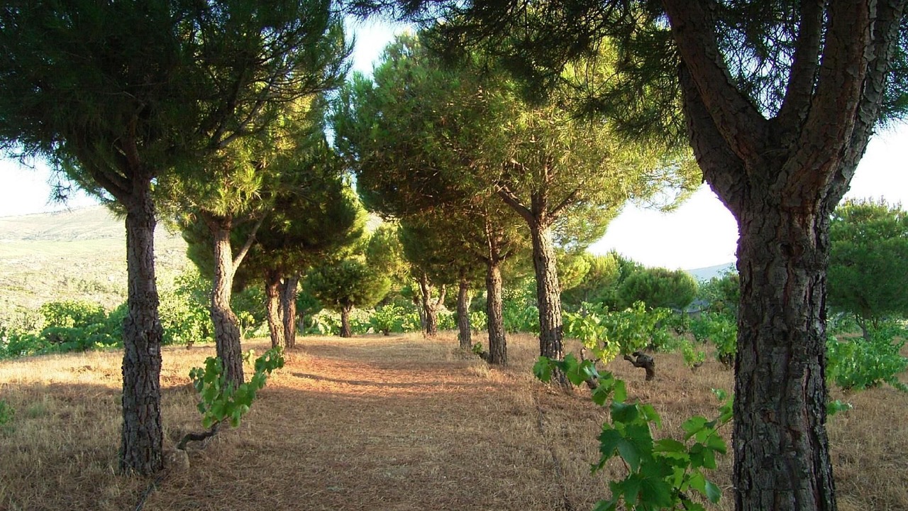 Photo of Outdoor in El Barraco