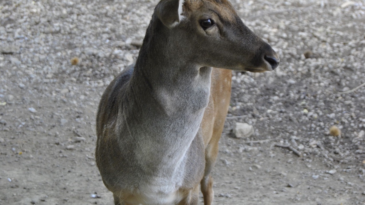 Photo of Others in Coperchia