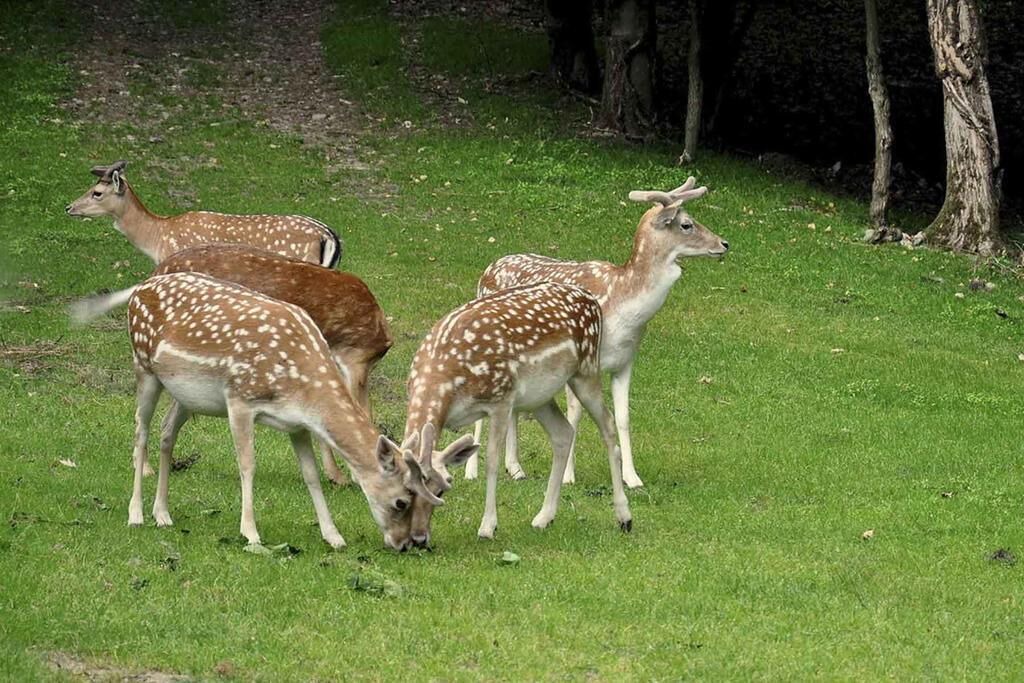 Photo of Others in Coperchia
