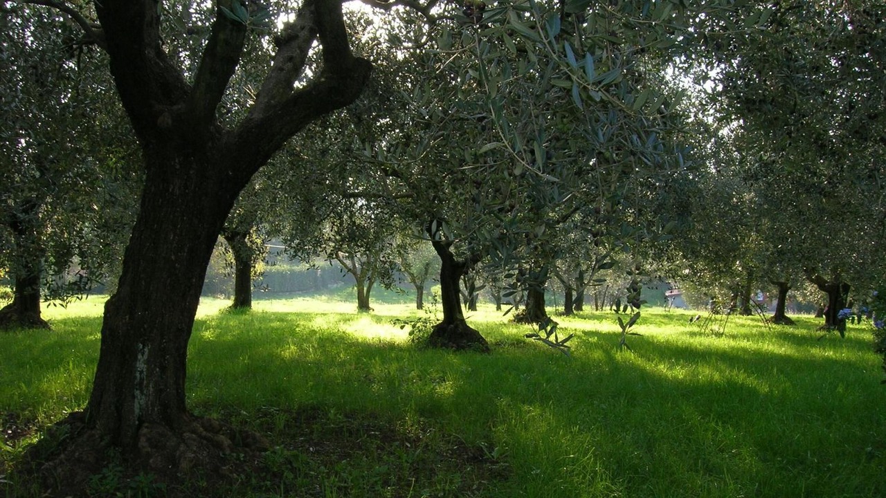 Photo of Outdoor in Zagarolo