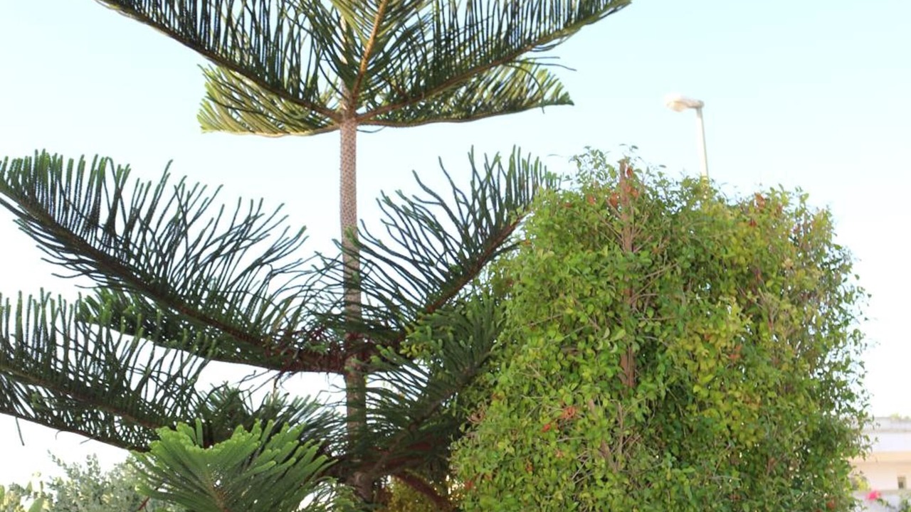 Photo of Outdoor in Torre Specchia Ruggeri